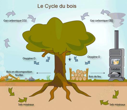 17b8d96,243,raw,159223,le-cycle-du-bois-528.jpg